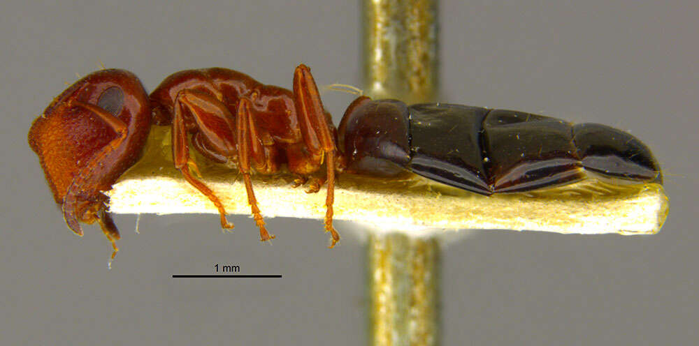 Image of Camponotus culmicola Wheeler 1905