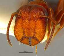 Image of Camponotus culmicola Wheeler 1905