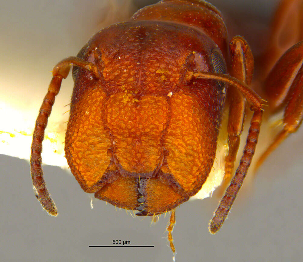 Image of Camponotus culmicola Wheeler 1905