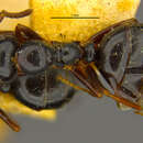 Image of Camponotus gasseri obtusitruncatus Forel 1902
