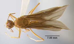 Image of <i>Acromyrmex insinuator</i>