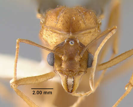 Image of <i>Acromyrmex insinuator</i>