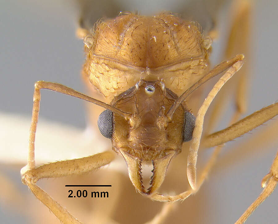 Image of <i>Acromyrmex insinuator</i>