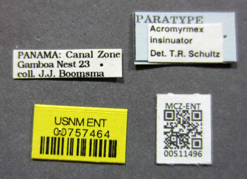 Image of <i>Acromyrmex insinuator</i>