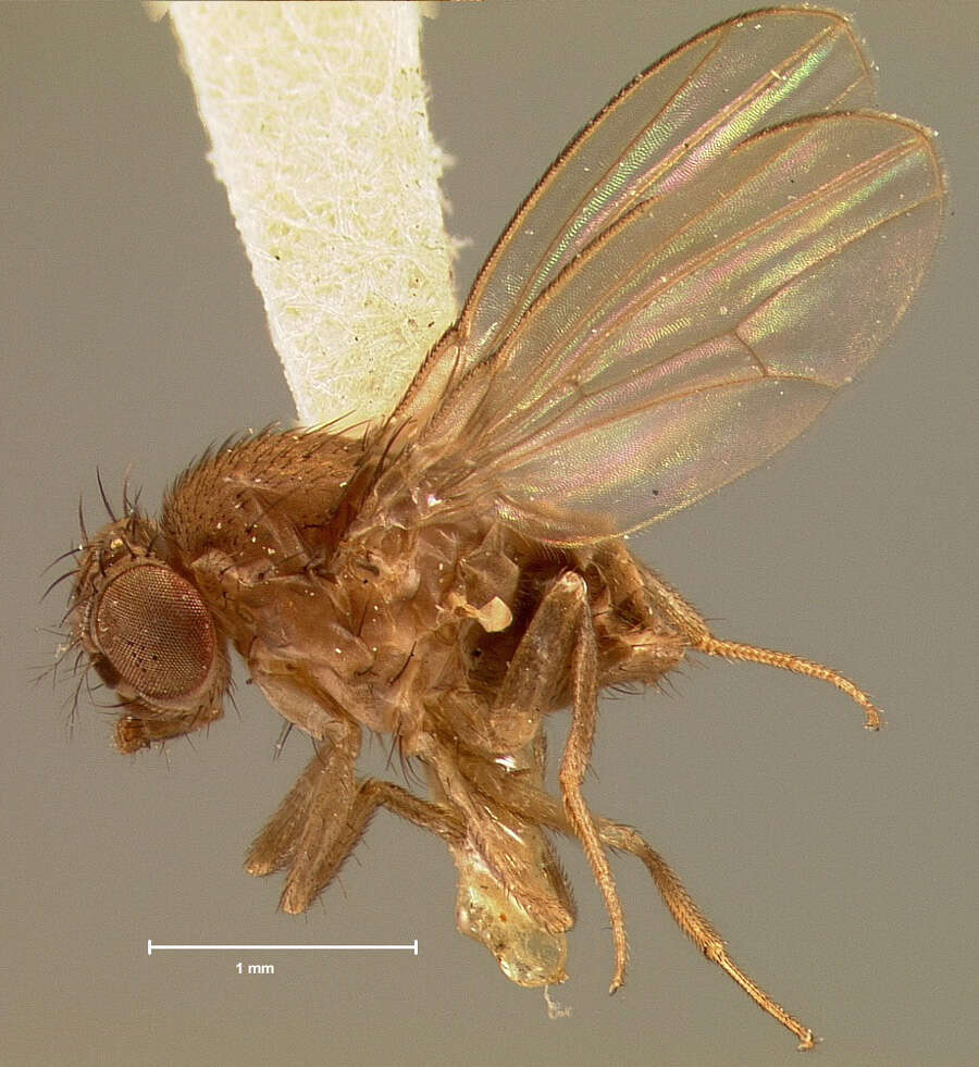 Imagem de Drosophila melanica Sturtevant 1916