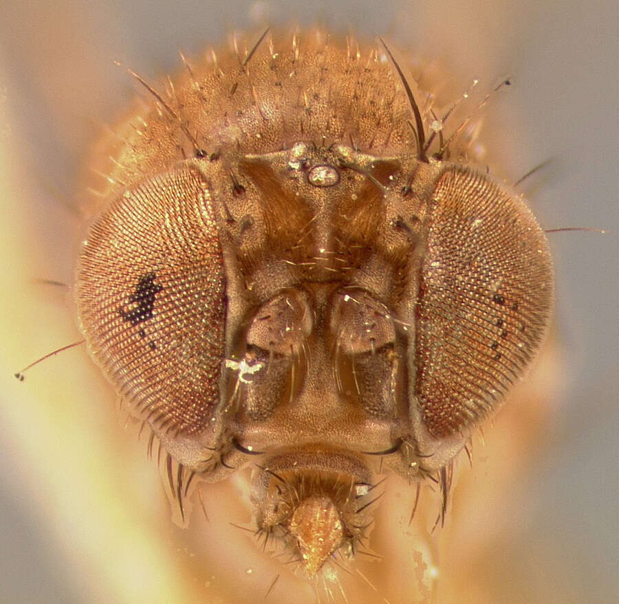 Imagem de Drosophila melanica Sturtevant 1916