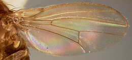 Imagem de Drosophila melanica Sturtevant 1916