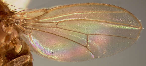 Image of Drosophila melanica Sturtevant 1916