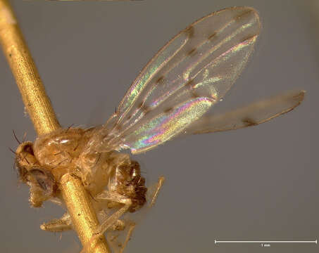 Image of Drosophila guttifera Walker 1849