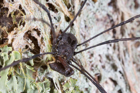 Image of <i>Pantopsalis coronata</i>