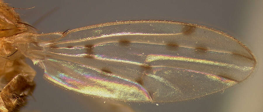 Image of Drosophila guttifera Walker 1849