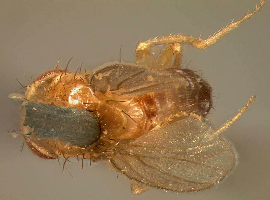 Image of fruit fly