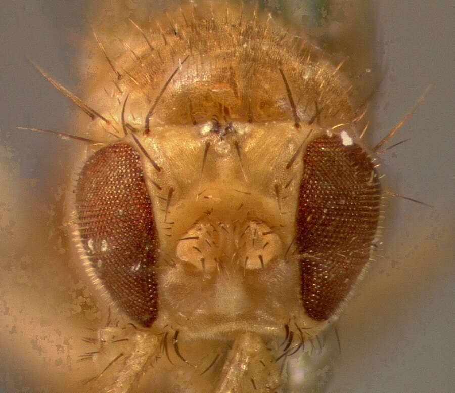 Image of fruit fly