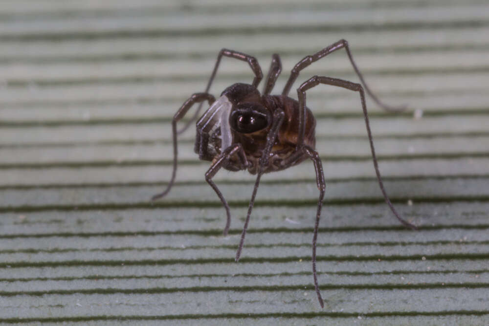 Image of <i>Acropsopilio neozealandiae</i>