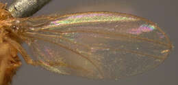 Image of fruit fly