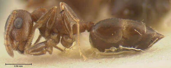 Image of Crematogaster depilis Wheeler 1919