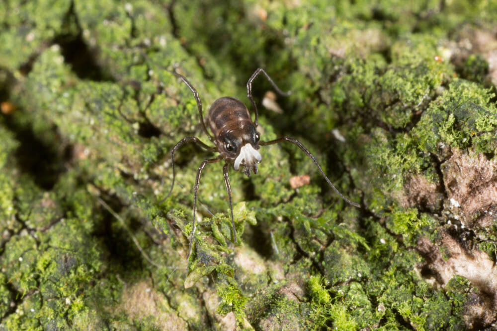 Image of <i>Acropsopilio neozealandiae</i>