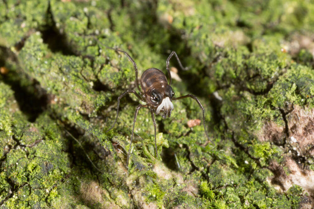 Image of <i>Acropsopilio neozealandiae</i>