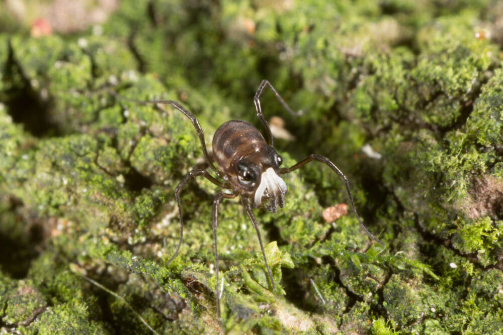 Image of <i>Acropsopilio neozealandiae</i>