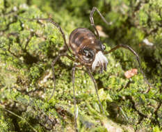 Image of <i>Acropsopilio neozealandiae</i>