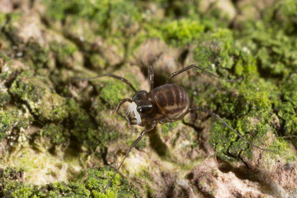 Image of <i>Acropsopilio neozealandiae</i>