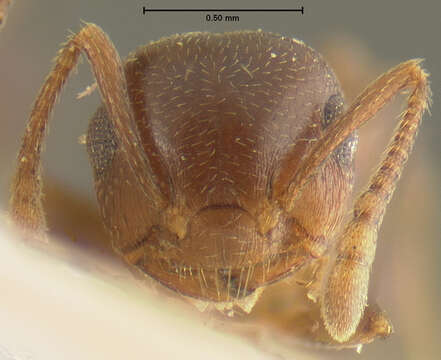 Image of Crematogaster depilis Wheeler 1919