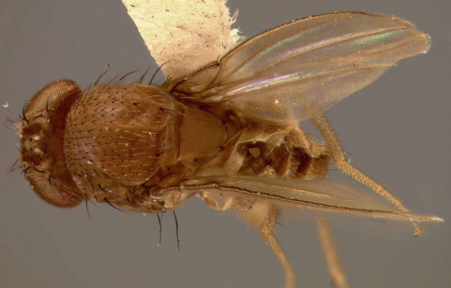 Imagem de Drosophila melanica Sturtevant 1916