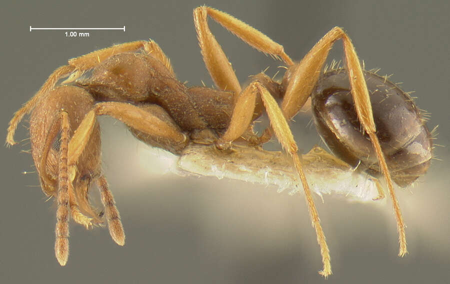 Image of Aphaenogaster uinta Wheeler 1917