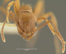 Image of Aphaenogaster uinta Wheeler 1917