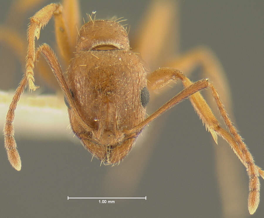 Image of Aphaenogaster uinta Wheeler 1917