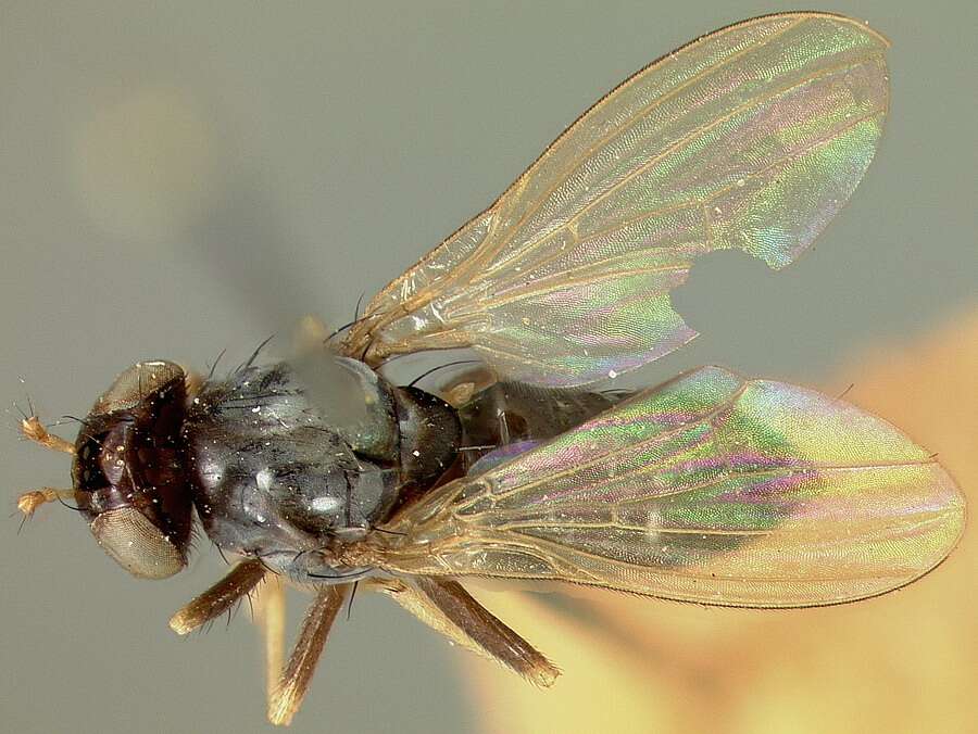 Image of lauxaniid flies