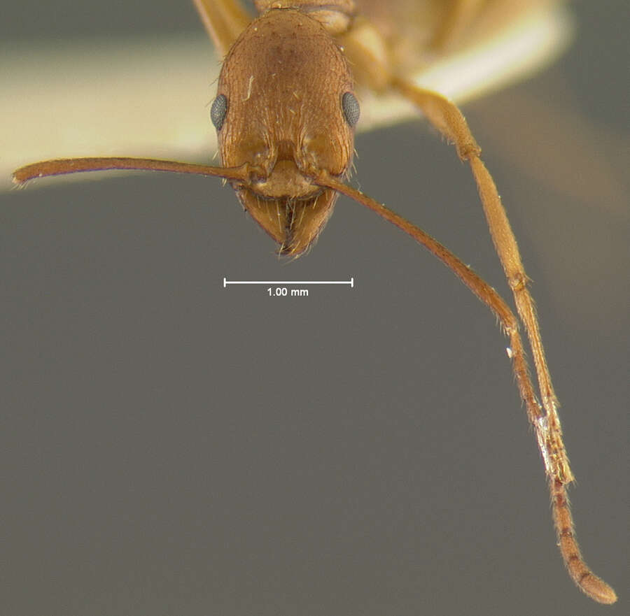 Image of Aphaenogaster huachucana Creighton 1934