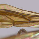 Image of Priocnemis reedita Roig Alsina 1986