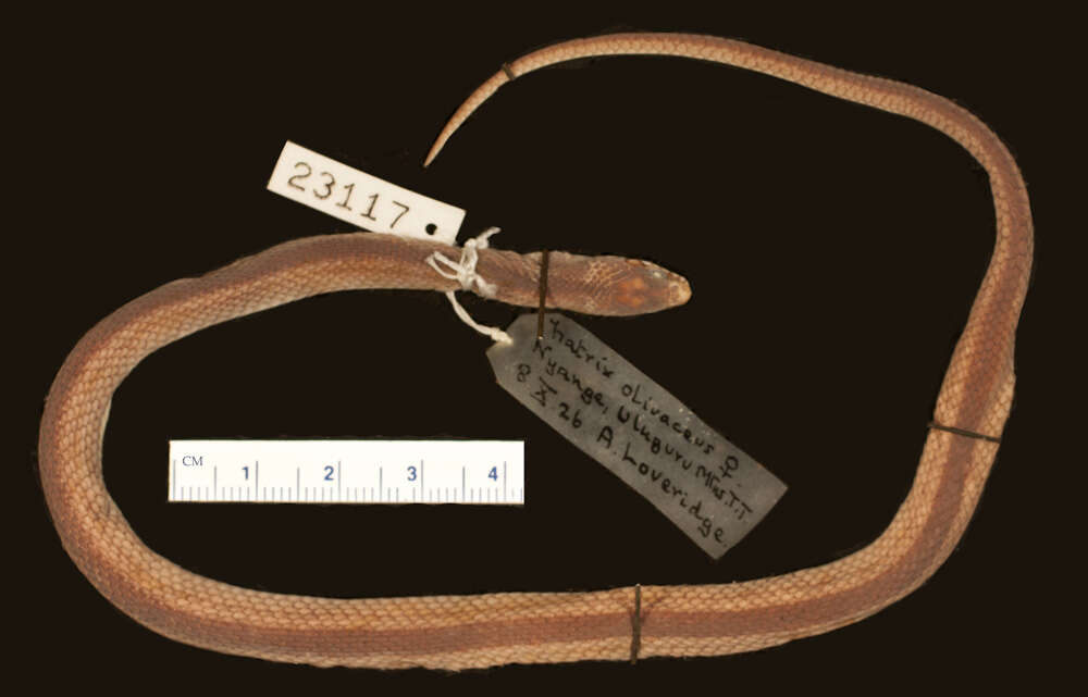 Image of Olive Marsh Snake