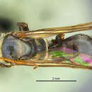 Image of Anoplius parsonsi (Banks 1944)