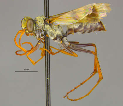 Image of Ageniella sericosoma (Banks 1946)