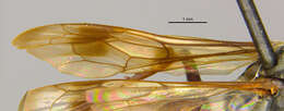 صورة Ageniella similaris (Banks 1946)