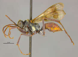 صورة Ageniella similaris (Banks 1946)