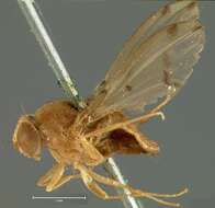 Imagem de Drosophila flexa Loew 1866