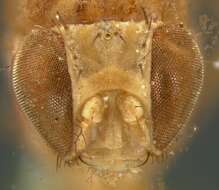 Imagem de Drosophila flexa Loew 1866