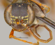 Image of Catachlorops victoria (Fairchild 1940)