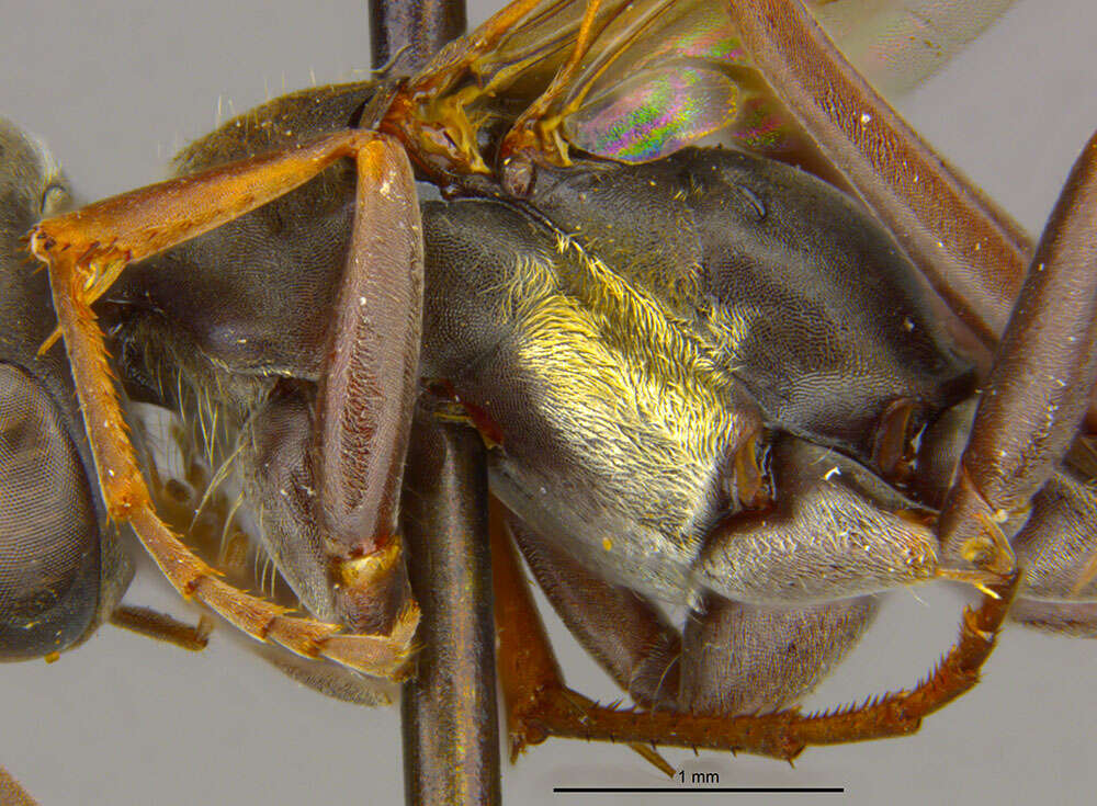 Image of Catachlorops victoria (Fairchild 1940)