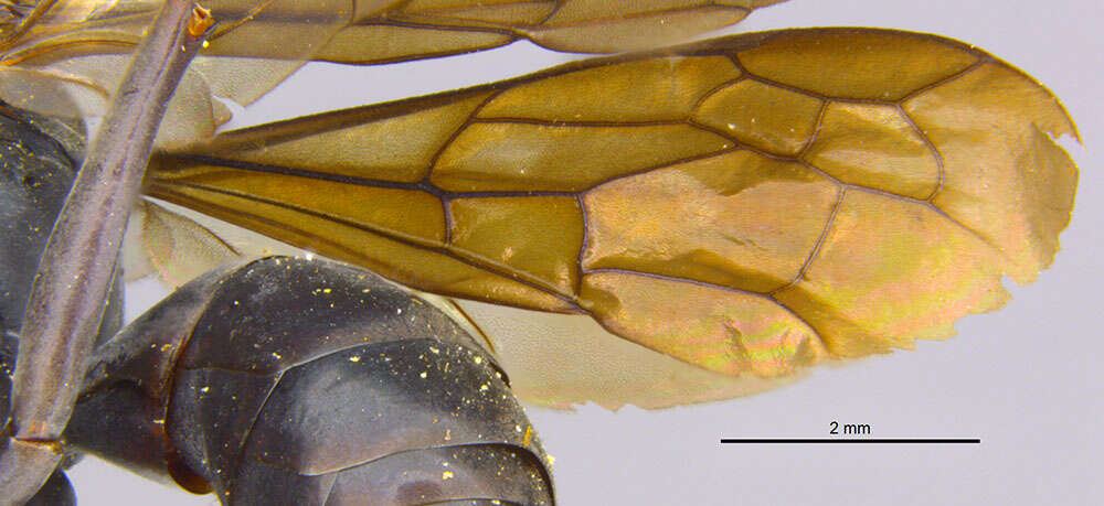 صورة Phanagenia bombycina (Cresson 1867)