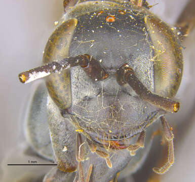 Image of Phanagenia bombycina (Cresson 1867)