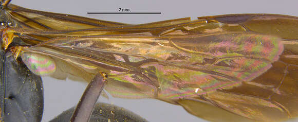 صورة Phanagenia bombycina (Cresson 1867)