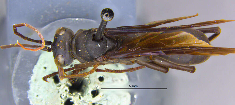 Image of Phanagenia bombycina (Cresson 1867)