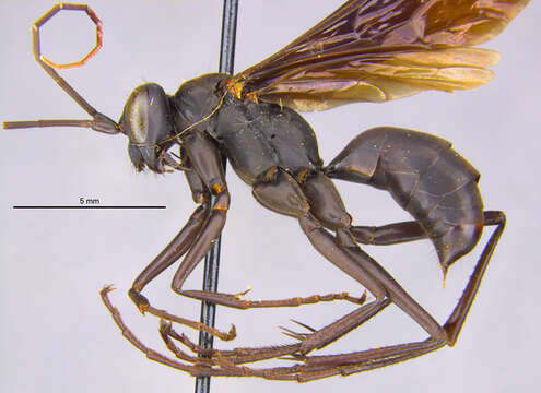 Image of Phanagenia bombycina (Cresson 1867)