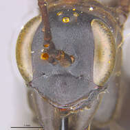 صورة Phanagenia bombycina (Cresson 1867)