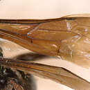 Image of Cryptocheilus hesperus (Banks 1915)