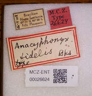 Image of Anacyphonyx fidelis Banks 1946